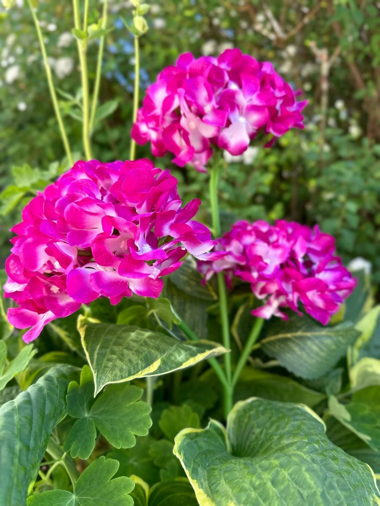 Miniaturebillede 11